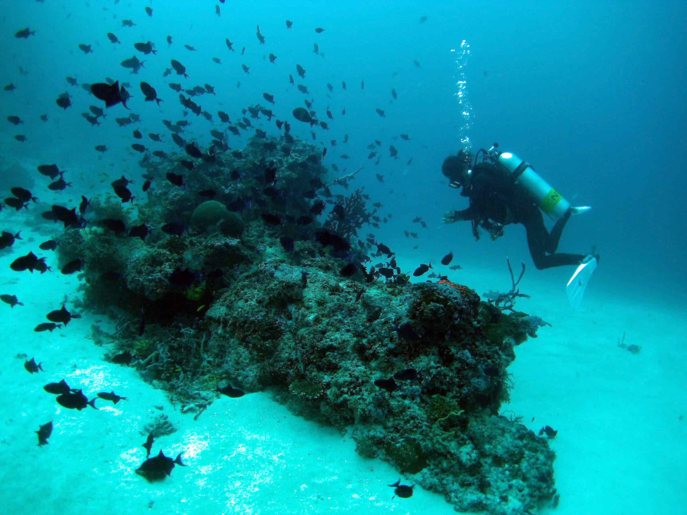 Diving amid fish and coral reefs